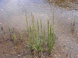 Image result for Juncaginaceae