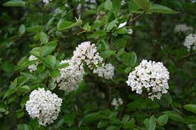 Facile à vivre, il vous fera des fleurs tout l'hiver (viburnum tinus) 3. 12 Arbustes Parfumes Pour Un Jardin Odorant Toute L Annee Promesse De Fleurs