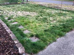 Since turf is not cheap, however, it pays to find out why the bare patch occurred in the first place or you might be throwing away good money. Just Bought My First House What Can I Do To Fix The Front Yard On A Budget Landscaping