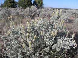 Image result for Artemisia sp.no.1