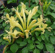 Image result for Tecomaria nyassae