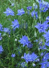 Full sun or part shade in moist well drained soils. 26 Australian Natives For Butterflies Ideas Plants Australian Native Plants Australian Plants