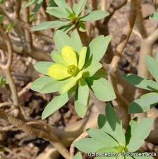 Image result for Euphorbia schimperiana