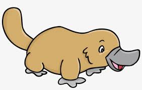 Platypus Clip Art Duck Billed Platypus Clipart Free Transparent Png Download Pngkey Well you're in luck, because here they come. platypus clip art duck billed