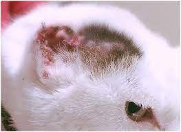 Skin cancer is by far the most common type of cancer. White Cat Ear Tumour Surgery Nose Cancer Treatment Seah