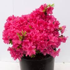 National Beauty Azalea Azaleas Online Plant Nursery Invasive Plants