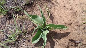 Image result for Oliverella rubroviridis