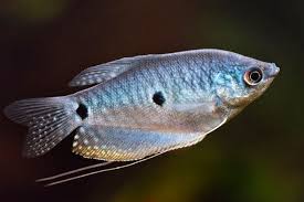 Blue Gourami And Betta Fish: More Similar Than You Might Think