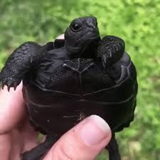 The best gifs of turtle eating on the gifer website. Galapagos Tortoise Explore Tumblr Posts And Blogs Tumgir