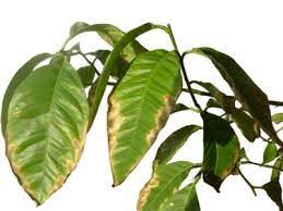 What To Do For Brown Leaf Tips And Edges On Plants