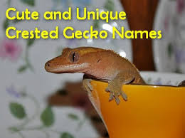 Meski rasanya agak pahit, gak sedikit orang menyukai genjer karena rasanya yang. Cute Crested Gecko Names For Males Females And Unisex Care Guides For Pet Lizards