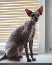 The polydactyl cats were abandoned in birmingham, uk recently. Peterbald Kittens Persian Kittens For Sale Sphynx Kittens For Sale Donskoy Kittens For Sale Peterbald Kittens