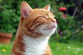 Soon after some spots were found in my liver. Can Animals Predict Death Howstuffworks