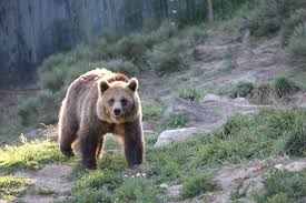 Parc animalier les angles, les animaux sauvages dans leur espace naturel. Le Parc Animalier Des Angles Gites Et Locations Ferme Basso Pyrenees