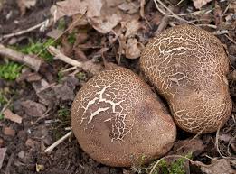 Image result for Scleroderma cepa