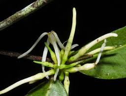 Image result for Voacanga pachyceras