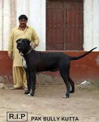 Decrease the number of meals with age. 19 Bully Kutta Ideas Dogs Dog Breeds Guard Dogs