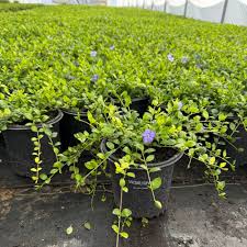 Image result for Vinca minor