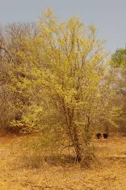 Image result for Dalbergia fischeri