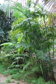 Image result for Chamaeclitandra henriquesiana