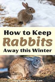 How To Keep Rabbits Out Of Garden 20 Easy Tips Gardening For Beginners Starting A Garden Rabbit