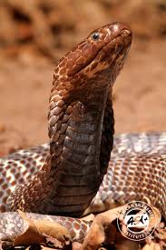 The zebra cobra is not native to the country; Zebra Cobra African Snakebite Institute