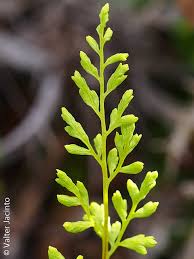 Image result for Anogramma