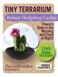 Free for commercial use no attribution required high quality images. Pincushion Cactus Tiny Terrarium Unique Gardener