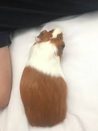 This can be anywhere from 1 to 6, generally the more fetuses, the easier it will be to tell if they are pregnant from looking at them. Is My Guinea Pig Pregnant Or Overweight Guineapigs