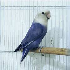 Roseicollis Opalino Violeta Love Birds Pet Pet Birds African Lovebirds