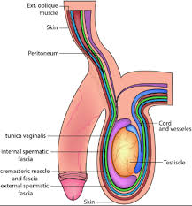 Image result for Scrotum
