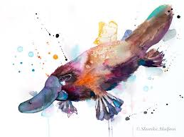 Platypus Watercolor Painting Print By Slaveika Aladjova Etsy Australia Animals Colorful Animal Paintings Animals