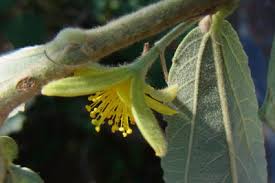 Image result for Grewia flava