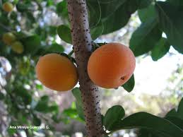 Image result for Dovyalis abyssinica