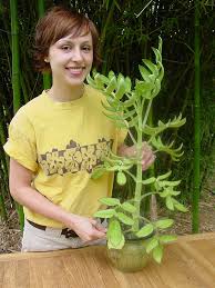Image result for Kalanchoe velutina