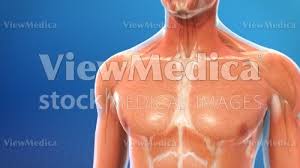 The short elevator muscles of the ribs and long elevator muscles of the ribs as well as the quadratus lumborum. Viewmedica Stock Art Male Chest Muscles