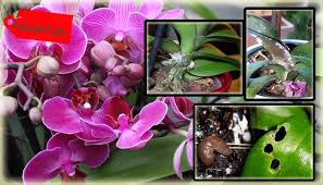 Check spelling or type a new query. Nama Bunga Anggrek Dalam Bahasa Latin Ruangburuh Pelatihan Online No 1 Belajar Dengan Video