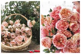 Beside her parents she was preceded in death by her 1st. The Farmer The Florist Interview Grace Rose Farm Floret Flowers