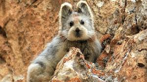 Situé à 10 km de la côte de suffolk. Le Fait Divers De La Semaine 14 L Animal Le Plus Mignon Du Monde Menace D Extinction