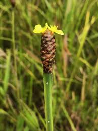 Image result for Xyris obscura