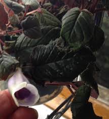 Image result for Euphorbia baylissii