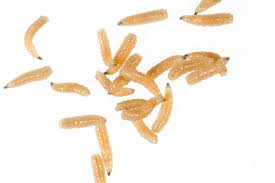 How To Get Rid Of Maggots Step By Step Mymove
