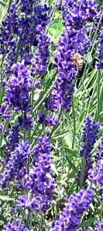 Die größte stärke des lavendels liegt in dessen blüten und dem daraus gewonnenen öl. Lavendel Wirksam Gegen Schlafstorungen Unruhezustrande Und Seelische Probleme