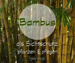 Bambus Als Sichtschutz Ein Abenteuer Mit Ungewissem Ausgang Bambus Sichtschutz Bambus Pflanzen Sichtschutz Garten