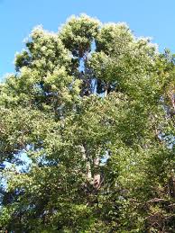 Image result for Pseudospondias