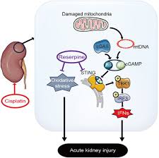 Image result for Reserpine