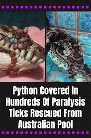 Python Covered In Hundreds Of Paralysis Ticks Rescued From Australian Pool Python Health Fitness Tricks Australia Pool Diy Life Hacks Fun Facts Ticks