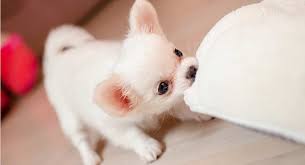 More images for pictures of chihuahua dogs » Chihuahua Names 300 Adorable Chihuahua Dog Name Ideas