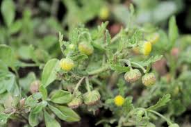 Image result for Grangea maderaspatana