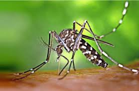 Control & monitoring for mosquito control and governmental organisations, researcher, and public health. Stechmucke In Korntal Munchingen Kampfansage An Asiatische Tigermucke Landkreis Ludwigsburg Stuttgarter Zeitung